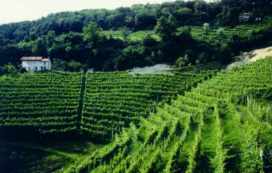 bortolin-vineyards-2